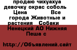 продаю чихуахуа девочку,окрас соболь › Цена ­ 25 000 - Все города Животные и растения » Собаки   . Ненецкий АО,Нижняя Пеша с.